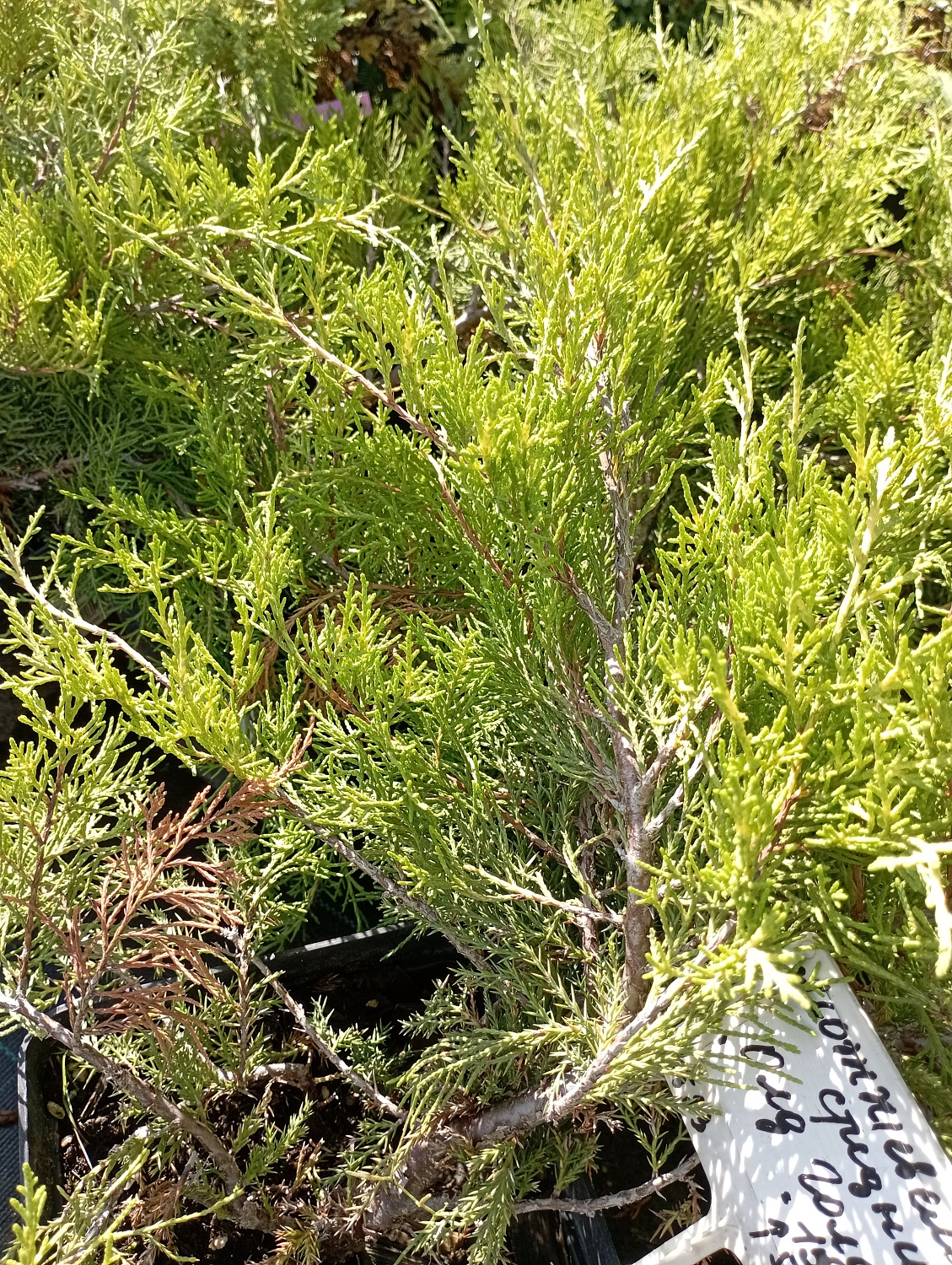 Можжевельник средний "Old Gold"