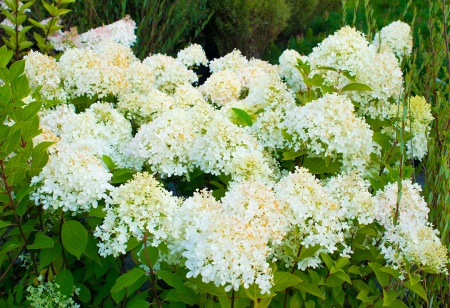 Гортензия метельчатая "Magical Candle"