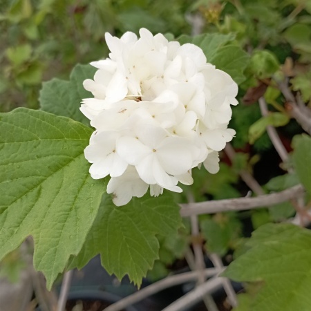 Калина "Roseum" (Розеум)