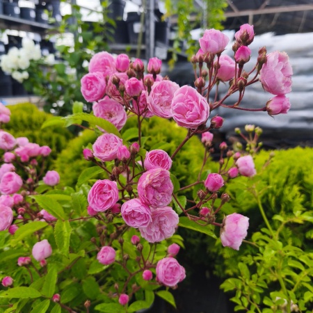 Роза Хевенли Пинк