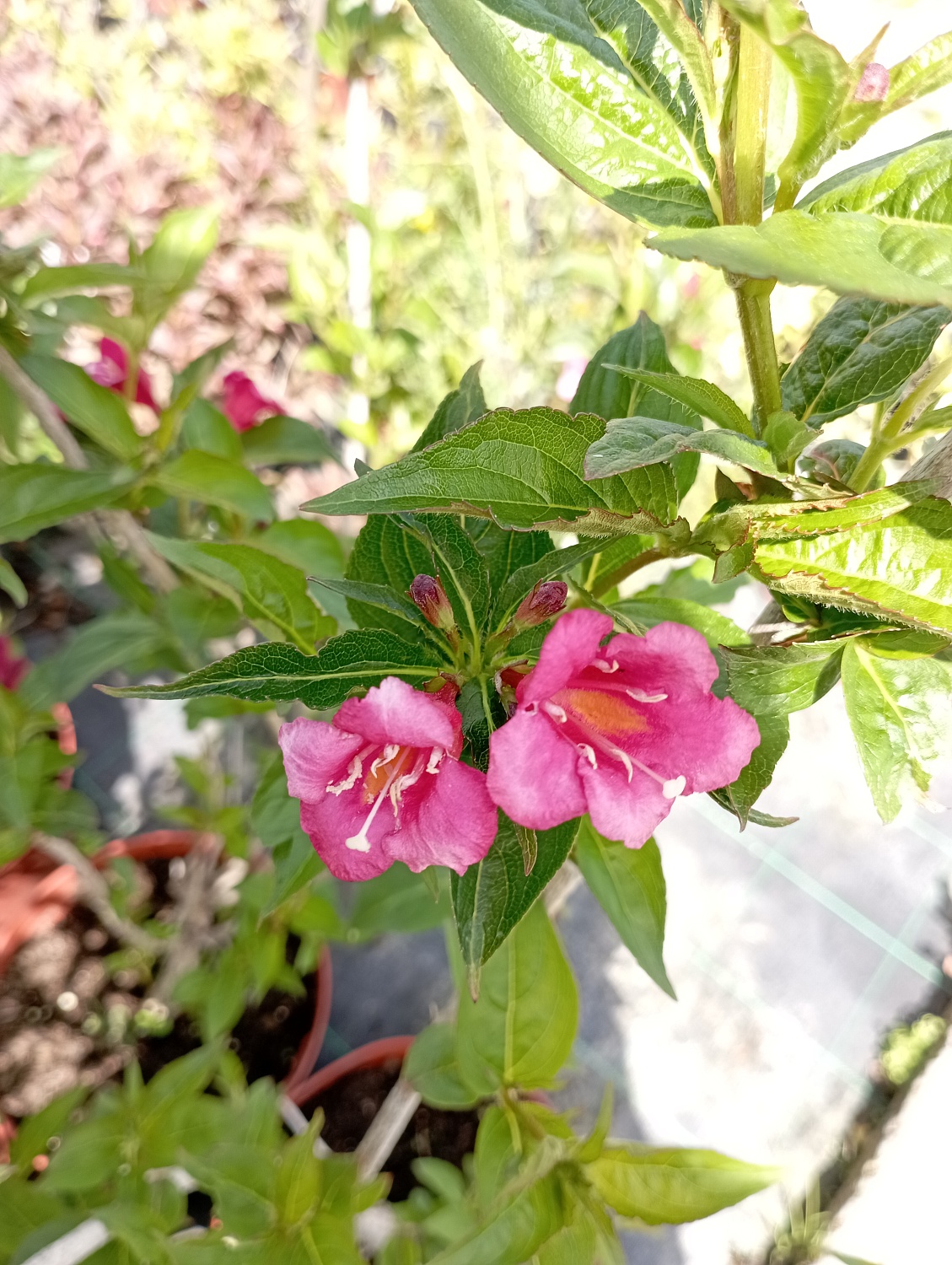 Вейгела "Bristol Ruby" (Бристол Руби)