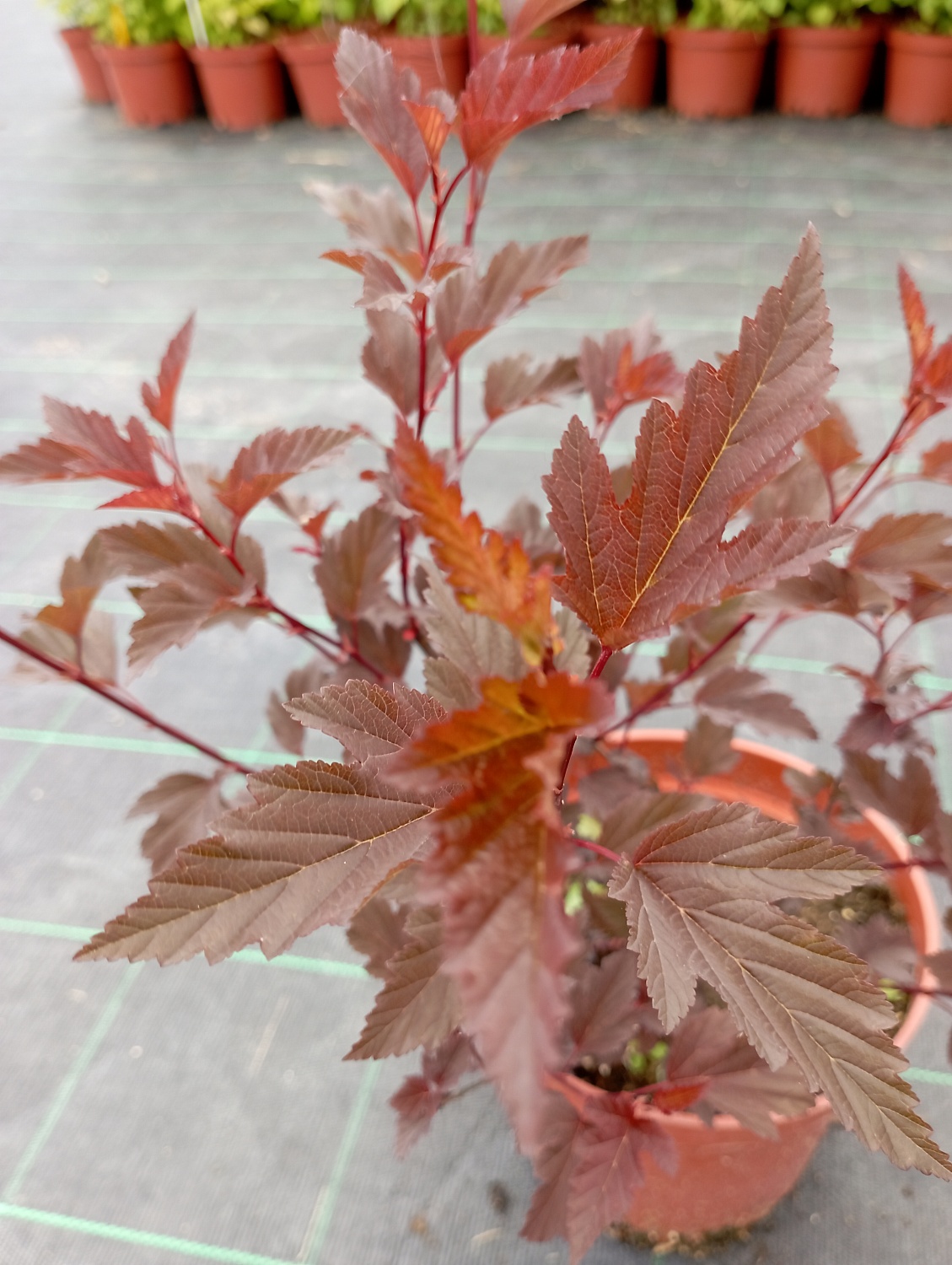 Пузыреплодник калинолистный "Diabolo"