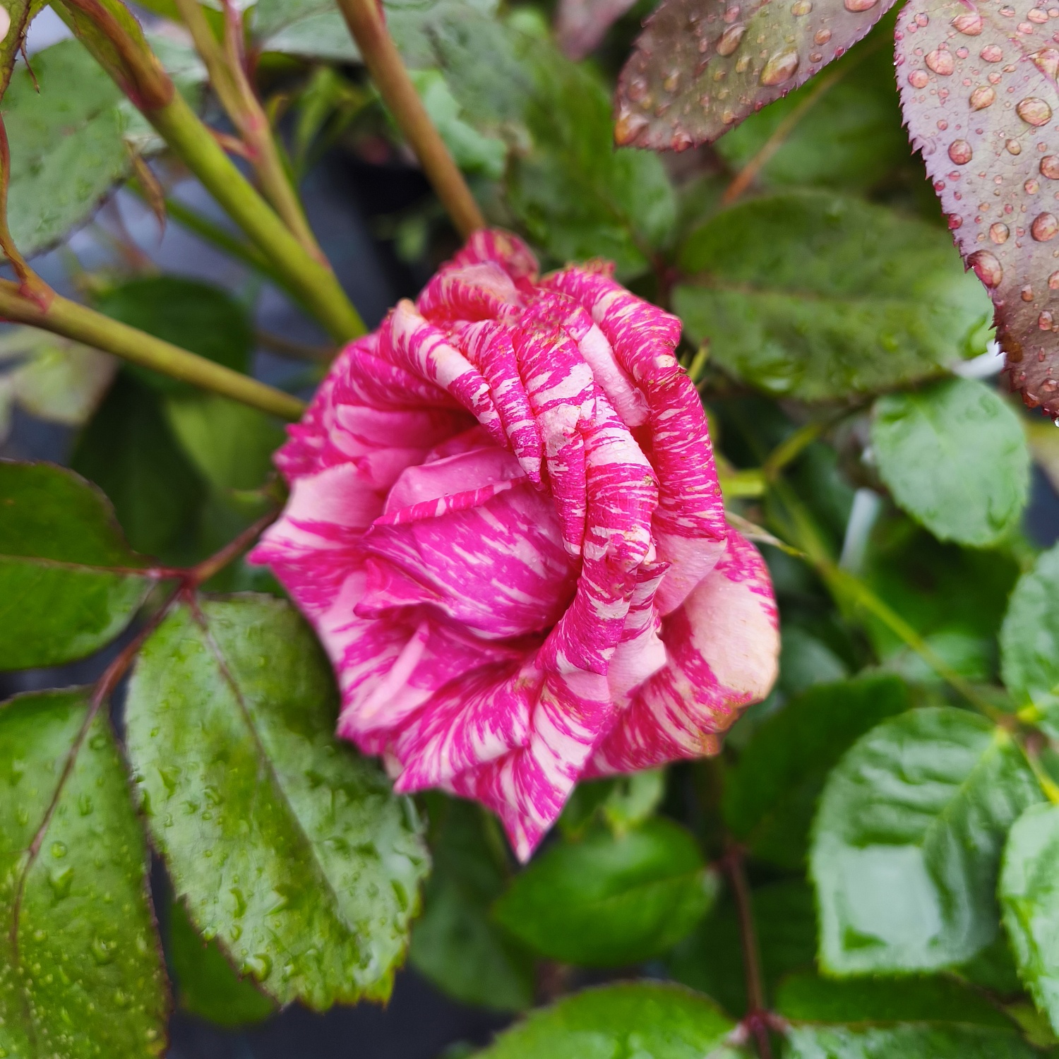 Роза чайно-гибридная Пинк Интуишн