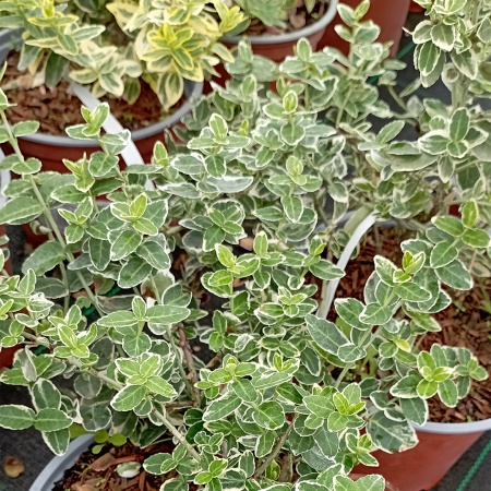 Бересклет форчуна "Emerald'n Gaiety" (Эмеральд Гаити)