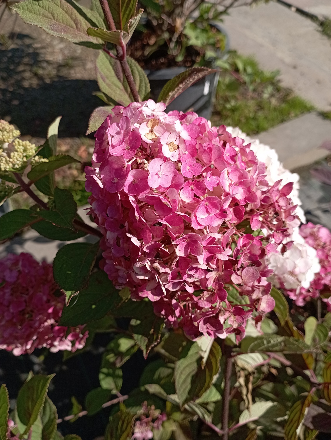 Гортензия метельчатая "Самарская Лидия"