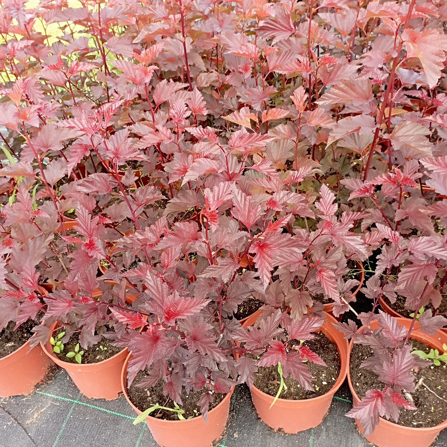 Пузыреплодник калинолистный "Andre" (Андре)