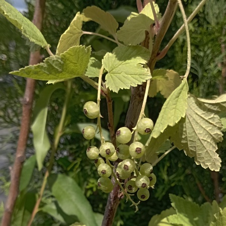 Смородина белая Баяна