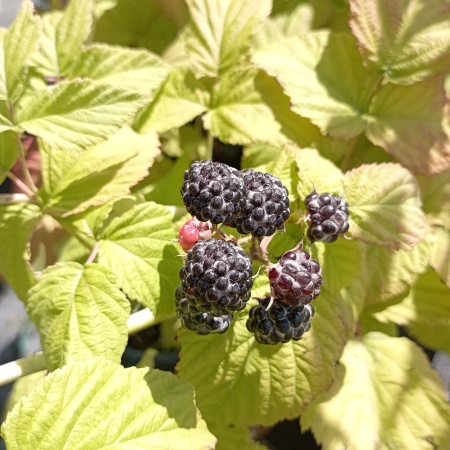 Малина черная Кумберленд