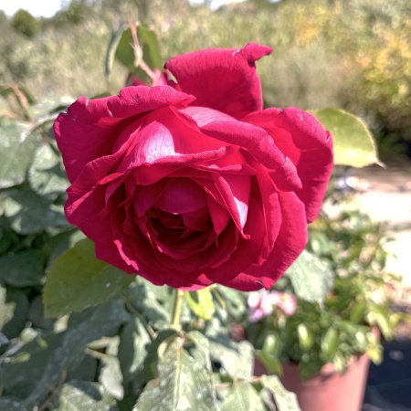 Роза чайно-гибридная "Юбилей Папы Мейланд" (Jubile Papa Meilland)