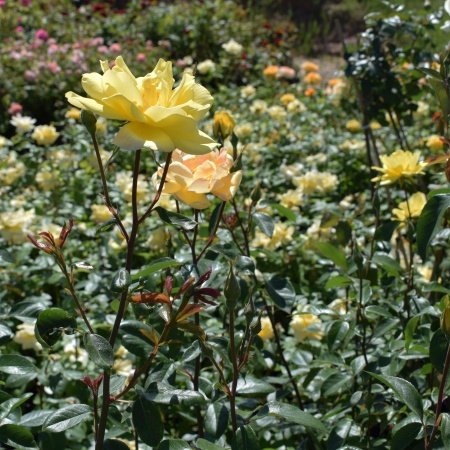 Роза плетистая "Golden Showers" ("Голден Шауэрс")