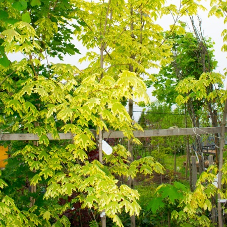 Клен остролистный "Друмонди" / Acer platanoides "Drummondii"