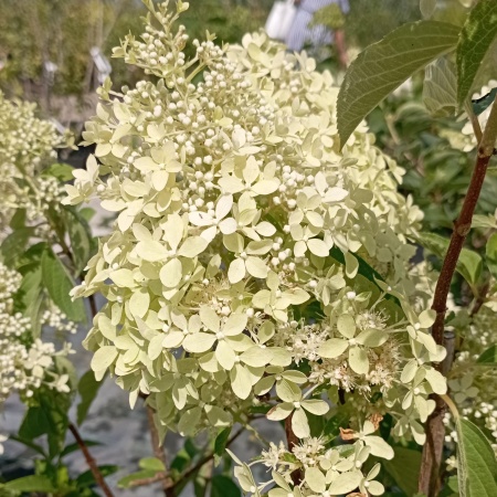 Гортензия метельчатая "Magical Sweet Summer" (Мэджикал Свит Саммер)