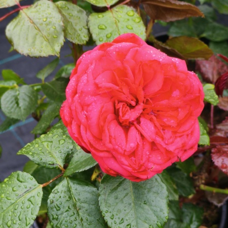 Роза чайно-гибридная Ред Пиано