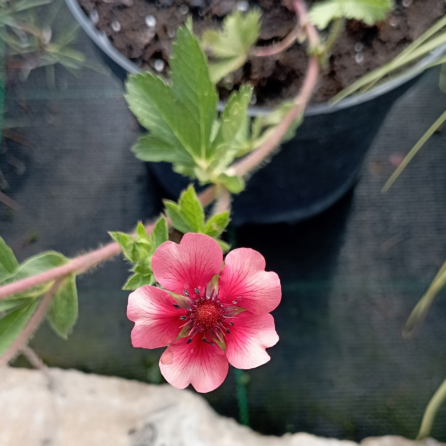 Лапчатка непальская Мисс Вильмонт