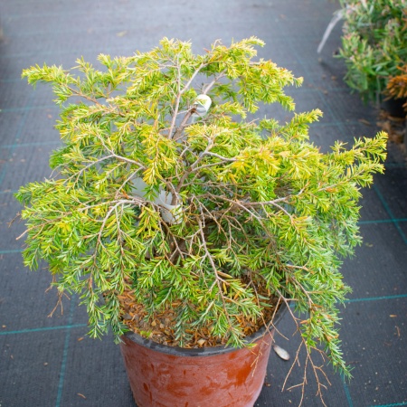 Тсуга канадская Jeddeloh