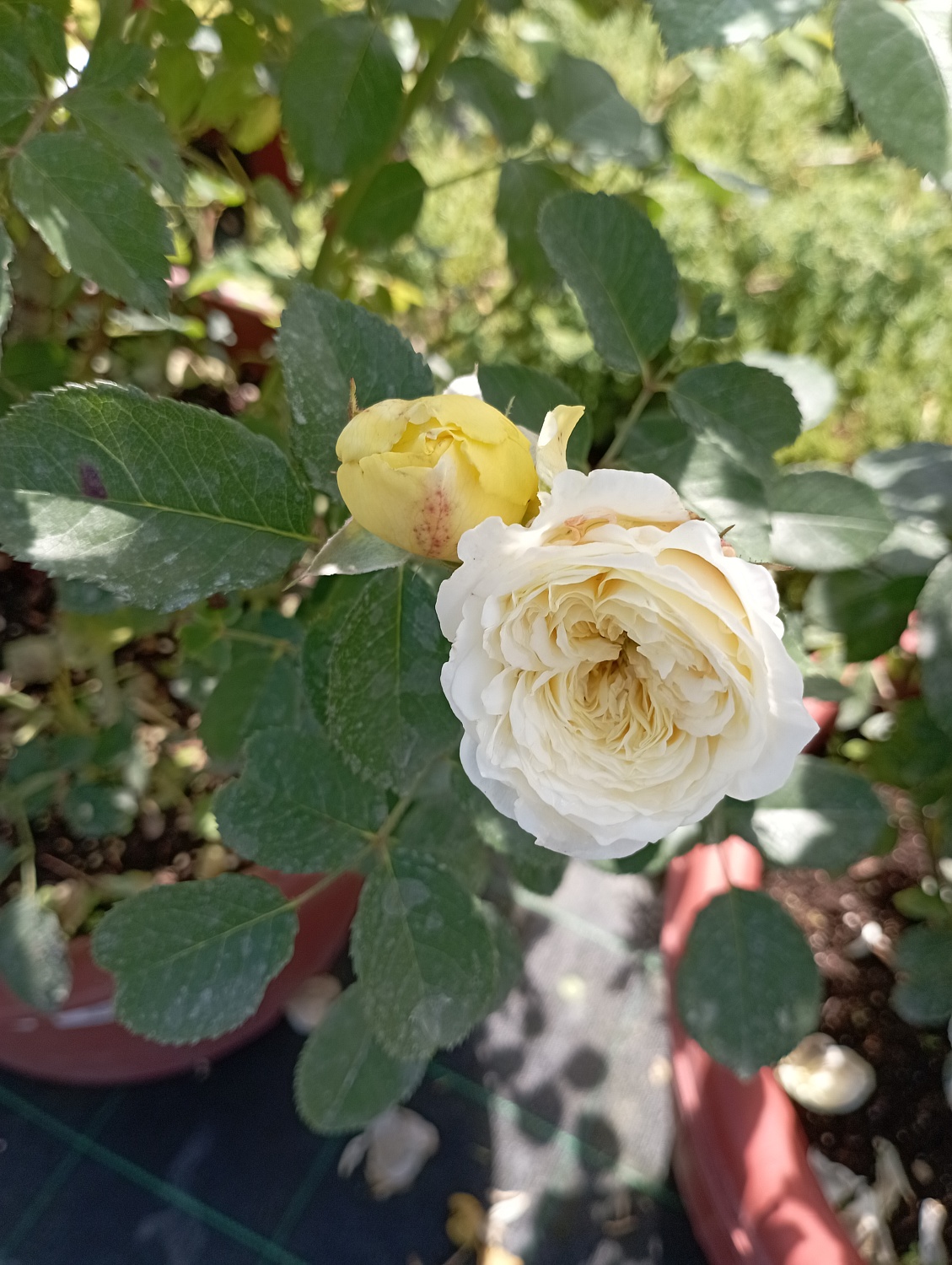 Роза английская "Зе Пилгрим" (The Pilgrim) 