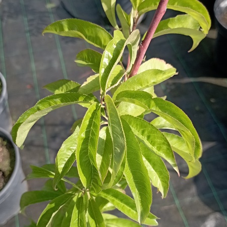 Персик Мичуринский