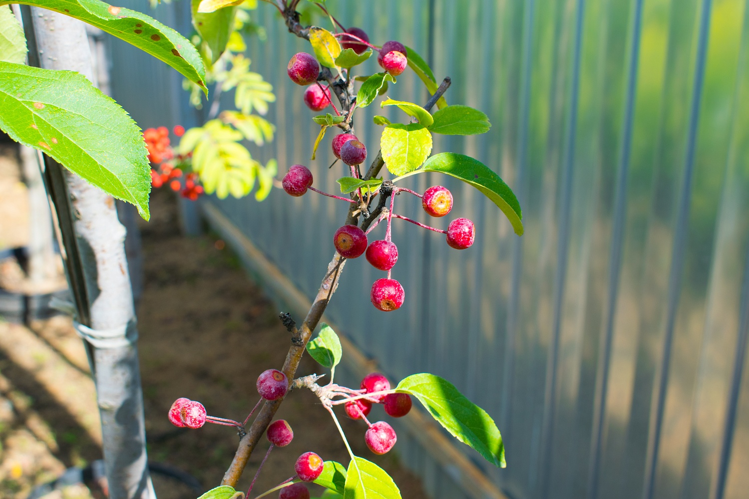 Яблоня декоративная Стрит Парад
