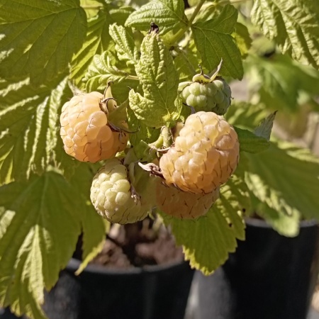 Малина ремонтантная Утренняя роса