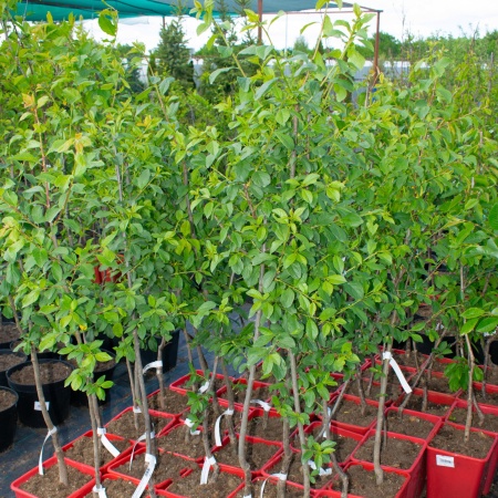 Слива "Ренклод колхозный"