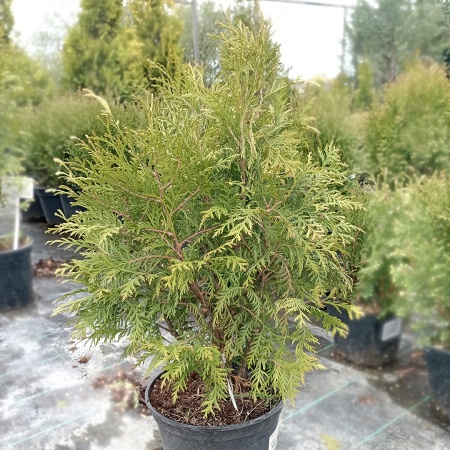 Туя западная Woodwardii