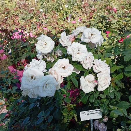 Роза флорибунда "Аспирин" (Aspirin)