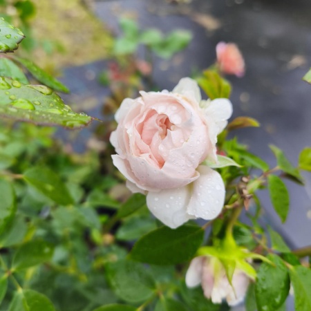 Роза Сабрина