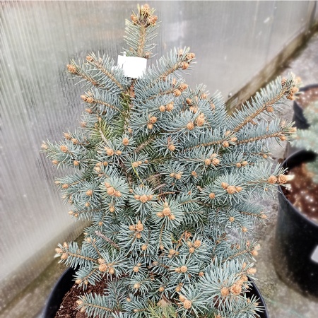Ель колючая голубая "Глаука Глобоза" / Picea pungens Glauca Globosa