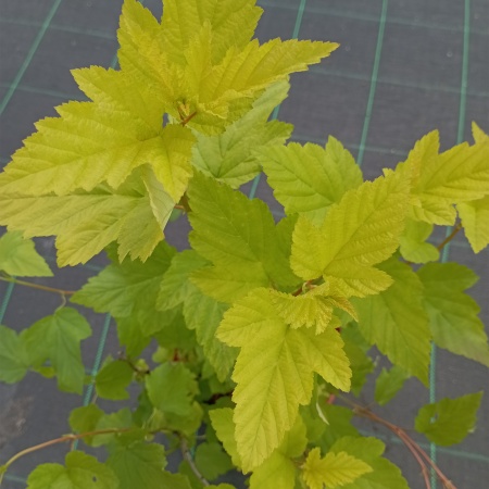 Пузыреплодник калинолистный "Angel Gold"