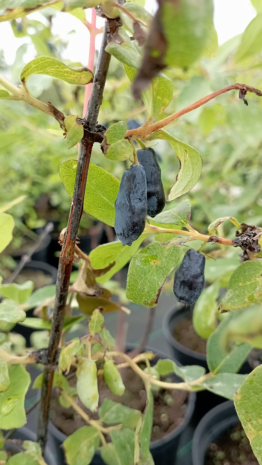 Жимолость "Нимфа"