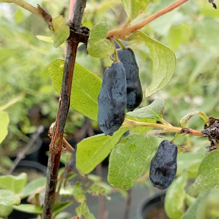 Жимолость "Нимфа"