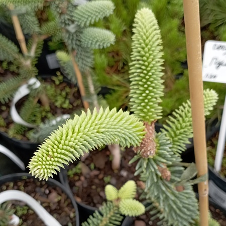 Пихта нумидийская "Glauca"