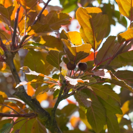 Яблоня декоративная Скарлет