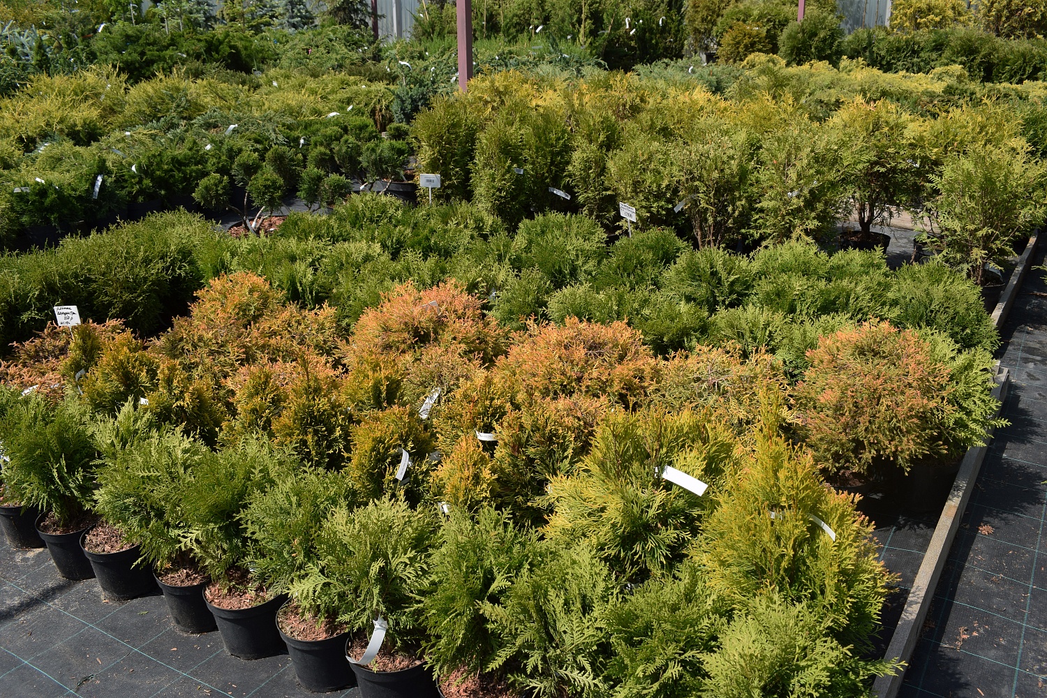 6 хвойных для вашего сада. Как правильно выбрать?