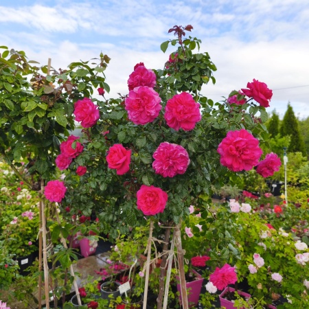 Роза флорибунда Берлебург