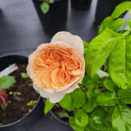 Роза Джульетта