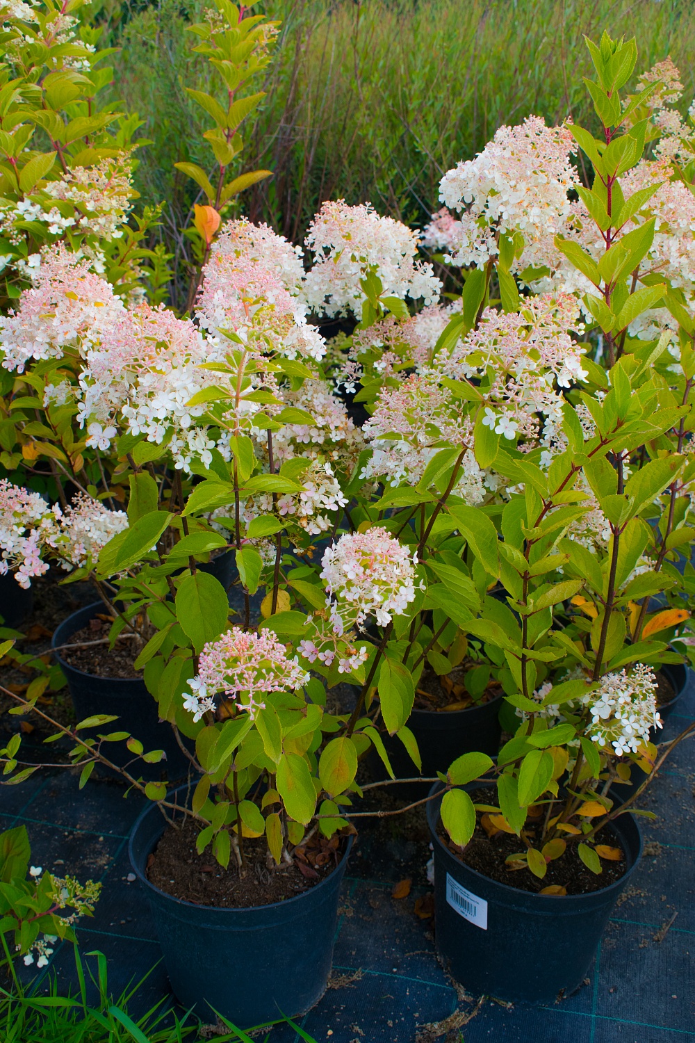 Гортензия метельчатая "Grandiflora"