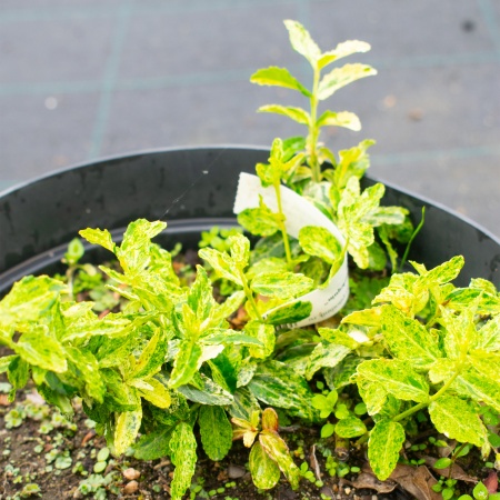 Бересклет Форчуна "Golden Harlequin"