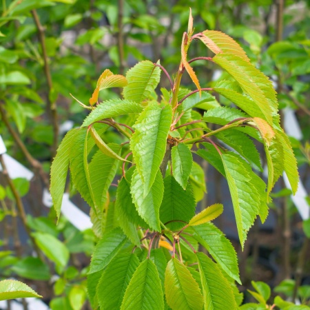 Черешня «Ипуть»