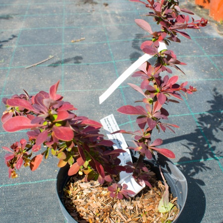 Барбарис Тунберга "Golden Ring"