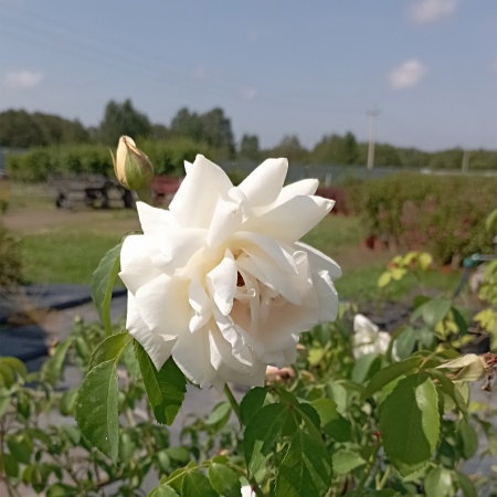 Роза плетистая "Ilse Krohn Superior" ("Ильзе Крон Супериор")