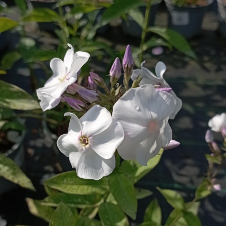 Флокс метельчатый "Любовь Орлова"