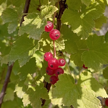 Смородина красная "Йонкер Ван Тетс"
