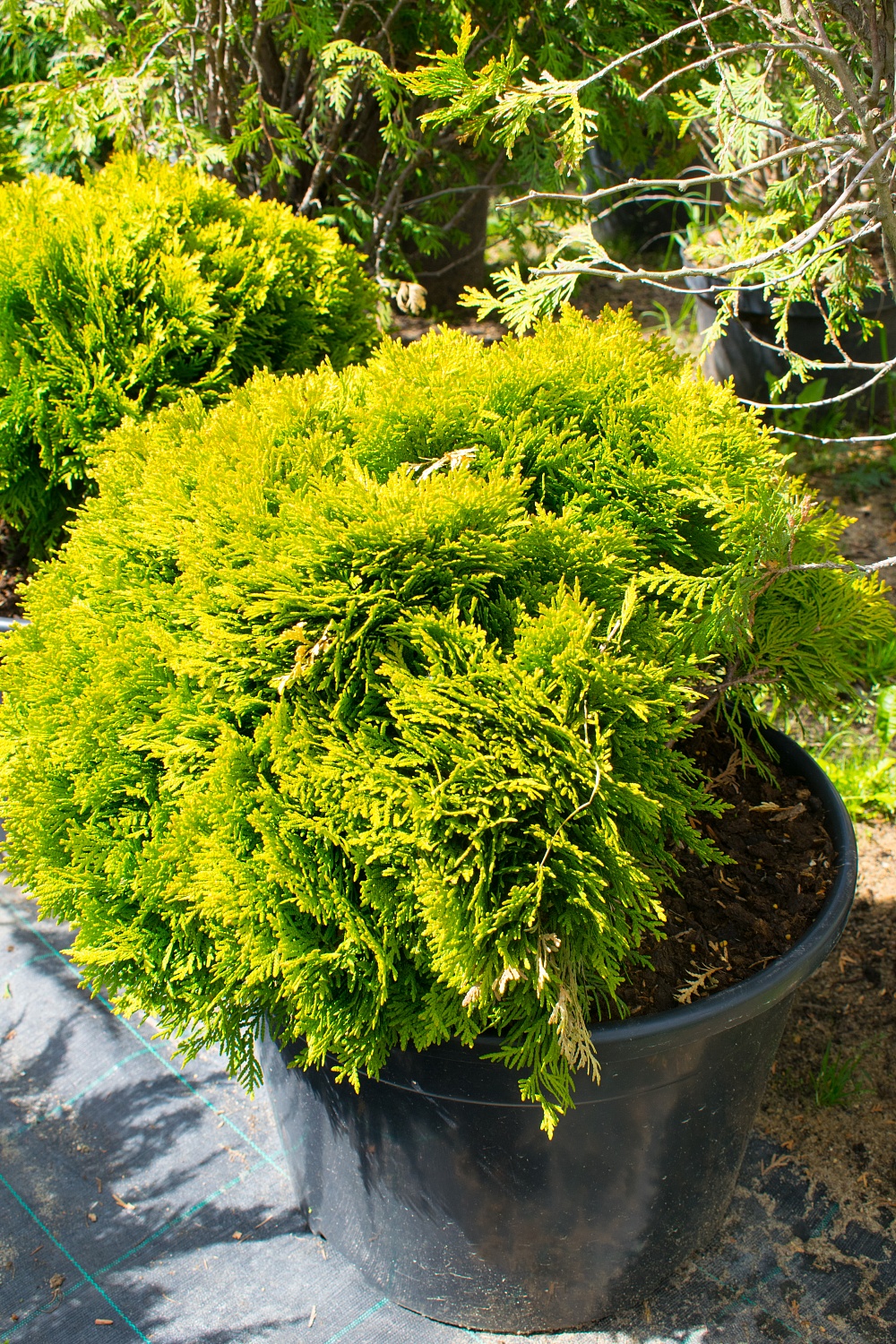 6 хвойных для вашего сада. Как правильно выбрать?