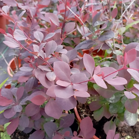 Барбарис оттавский "Superba" (Суперба)