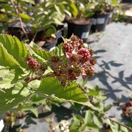 Ежевика Натчез 