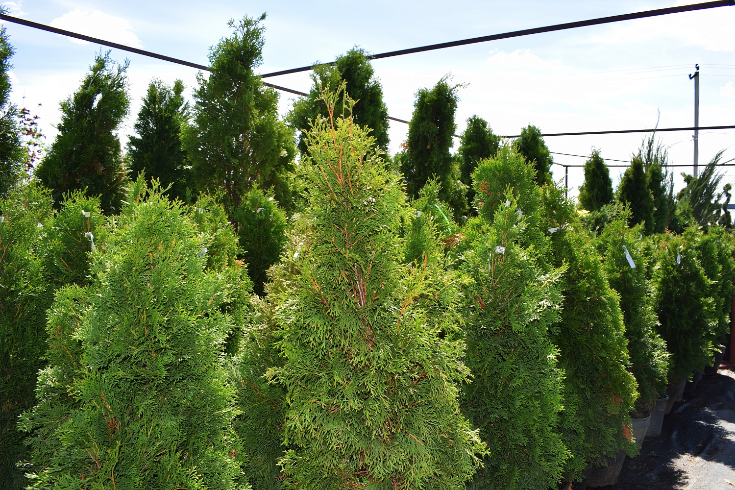 6 хвойных для вашего сада. Как правильно выбрать?