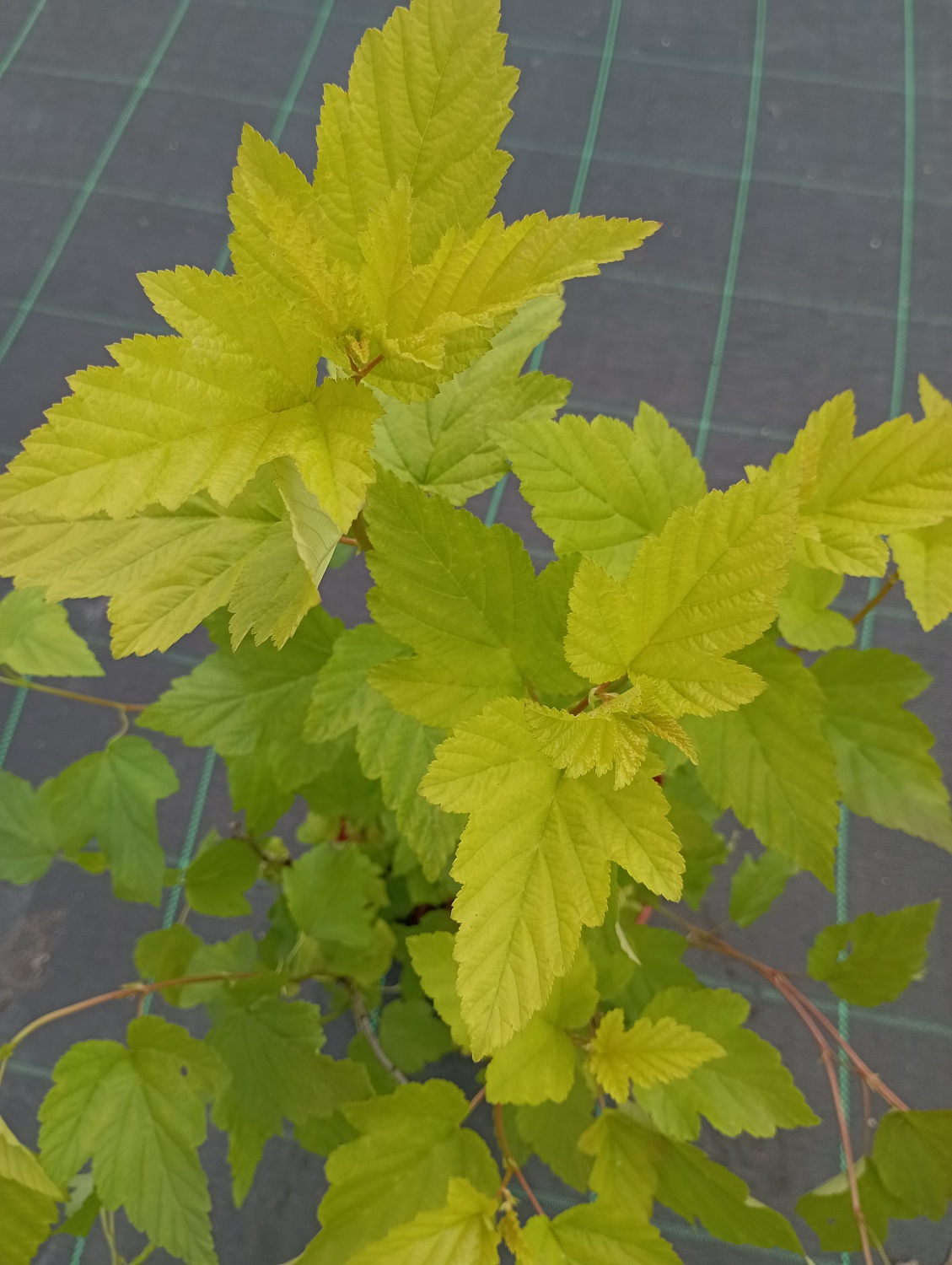 Пузыреплодник калинолистный "Angel Gold"