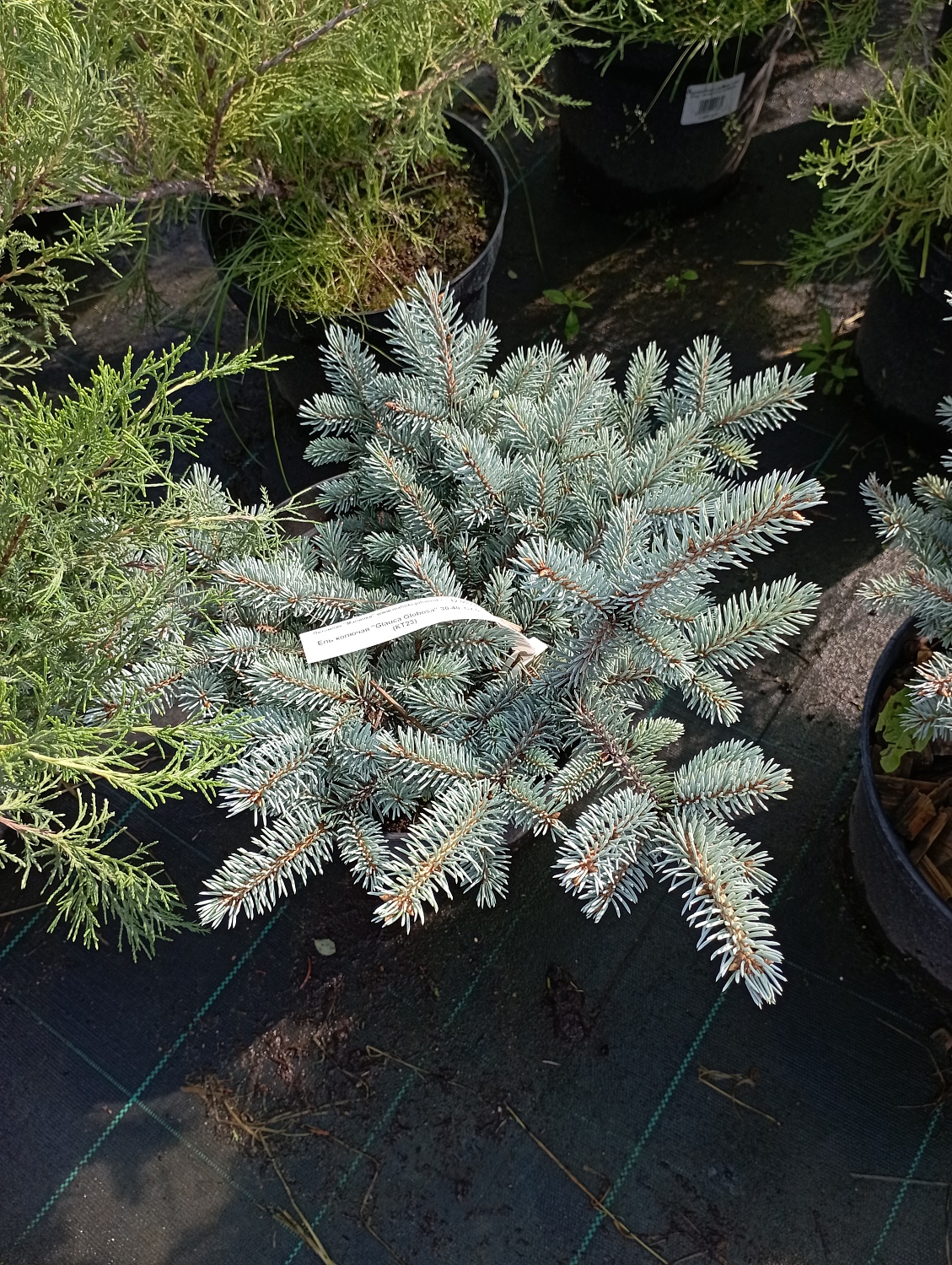 Ель колючая голубая "Глаука Глобоза" / Picea pungens Glauca Globosa