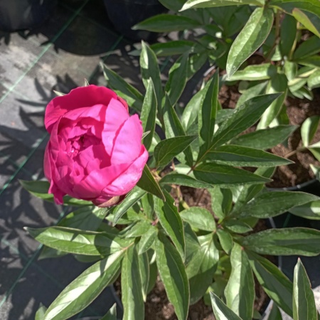 Пион молочноцветковый "Kansas" (Канзас)